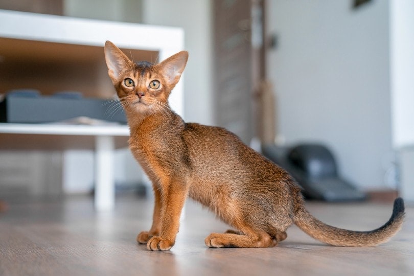 Abyssinian cat in the kitchen