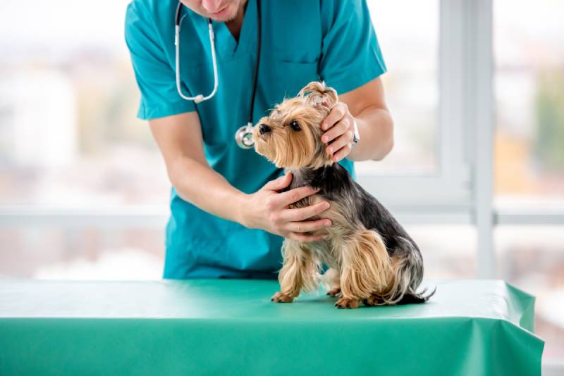 a yorkshhire terrier dog being examined by a vet