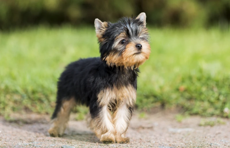 parti yorkshire terrier puppy outdoors