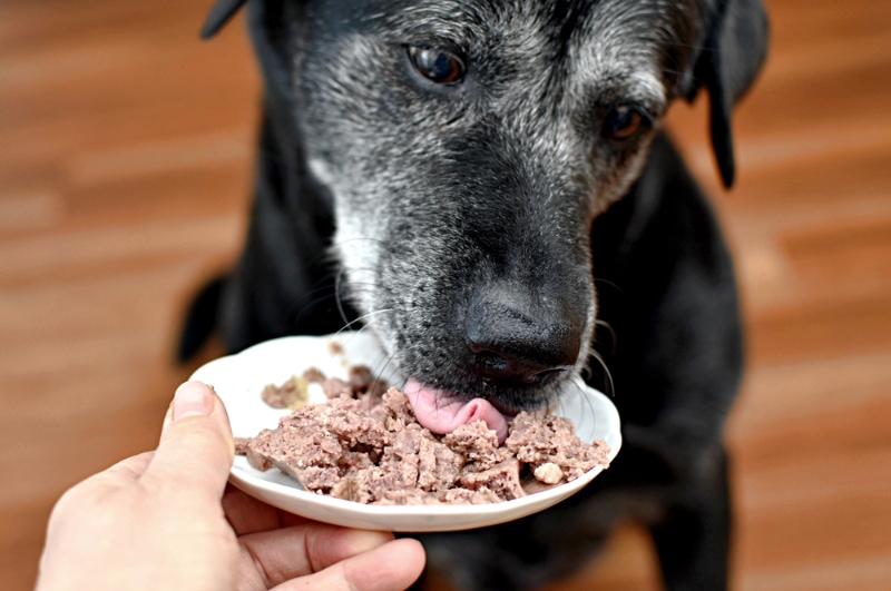 senior dog eating canned food on a saucer